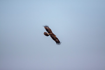 Lesser spotted eagle (Clanga pomarina) is a bird of natural life.