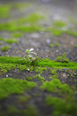 green grass field