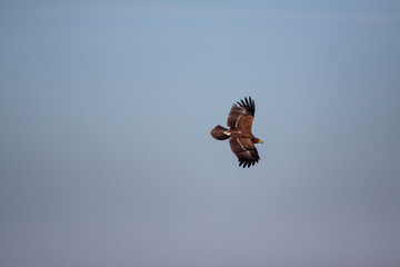 Lesser spotted eagle (Clanga pomarina) is a bird of natural life.