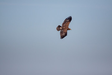 Fototapeta na wymiar Lesser spotted eagle (Clanga pomarina) is a bird of natural life.