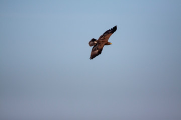 Fototapeta na wymiar Lesser spotted eagle (Clanga pomarina) is a bird of natural life.