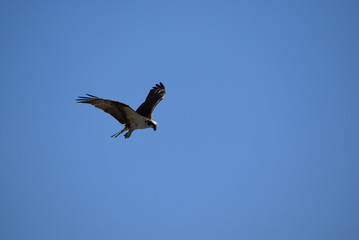 Osprey scanning the lake