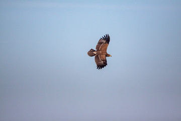 Lesser spotted eagle (Clanga pomarina) is a bird of natural life.