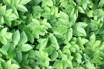 Aegopodium podagraria, also the ground elder  or herb gerard, bishop's weed, gout weed.  Natural background in green. Leaves of this plant, top view.