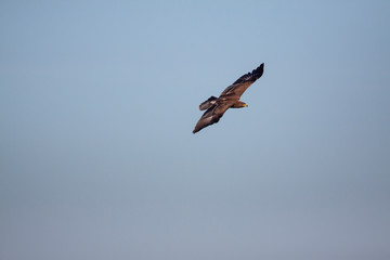 Lesser spotted eagle (Clanga pomarina) is a bird of natural life.