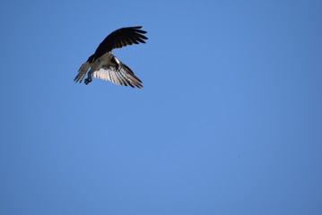 Osprey in flight