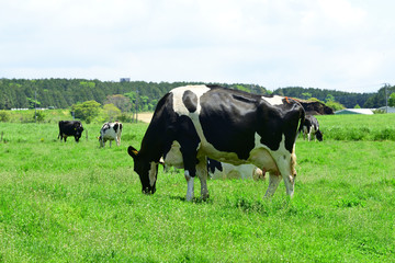 the green sweep of a pasture