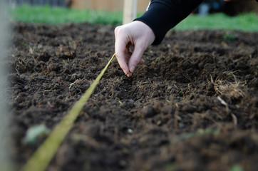 hand planting seeds