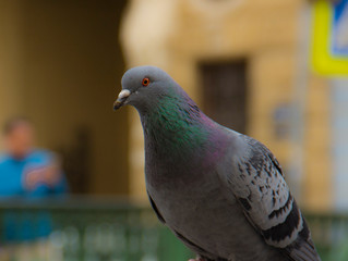 close-up of a curious pigeon