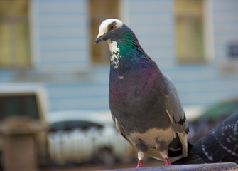 Pigeon beautiful close up in the city
