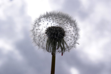 Obraz premium White dandelion on the background of gray clouds. The light falls on the fluff.