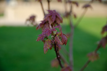 Maple leaves beginning to bud