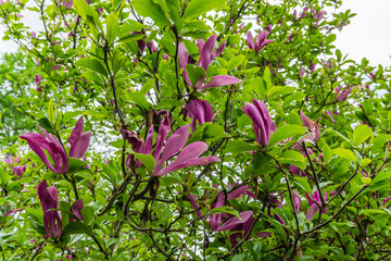 Tulip Tree Blossoms 2