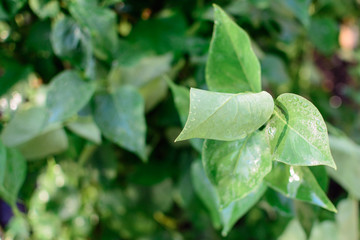 Green leaves of growing tree blossomed in the garden.