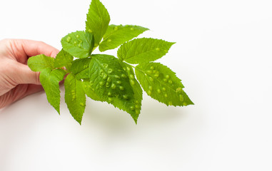 Leaf plant or herb with bubbles on white background - obrazy, fototapety, plakaty