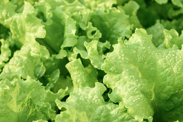 Fresh green lettuce growing on garden bed in vegetable garden.