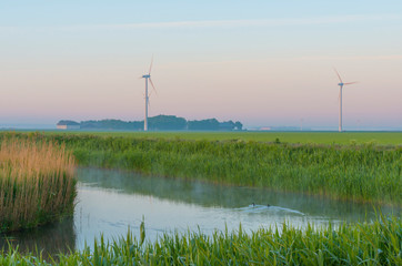 Misty canal in an agricultural field below a blue yellow sky in sunlight at a foggy sunrise in a...