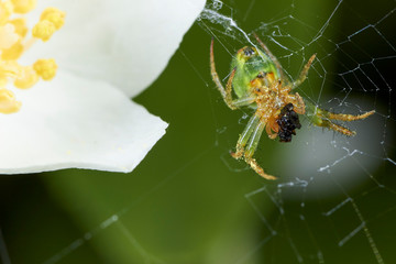  Araignée courge ou Épeire concombre.