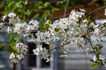 Cherry blossoms at the farmhouse, white petals
