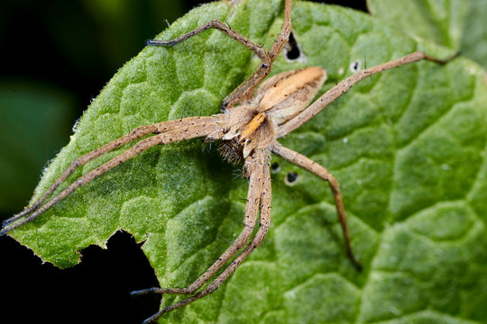 Araignée, La pisaure admirable