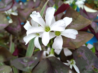 white magnolia flowers