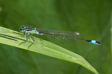 Libellule Bleue,Agrion mignon