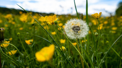 Dandelion in the meadow with yellow buttercups