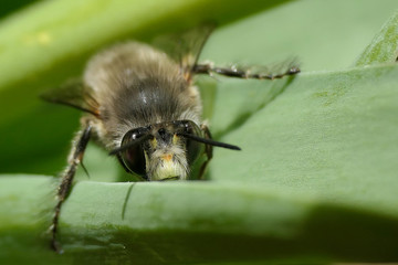 abeille gros plan