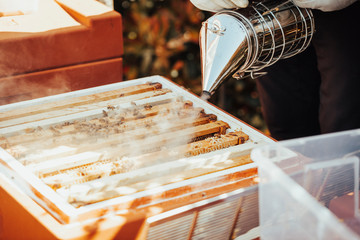 A beekeeper is pushing smoke inside a populated deep hive body.