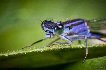 Fototapeta premium Libellule Bleue,Agrion mignon