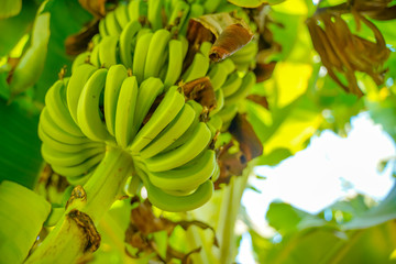 Fresh green banana on tree