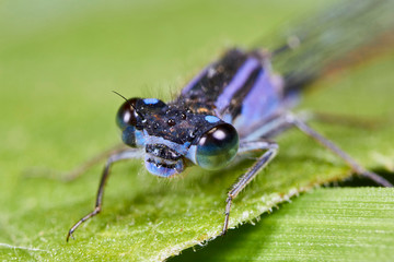 Libellule Bleue,Agrion mignon