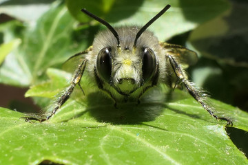 abeille antennes en haut