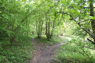 Eine Gabelung im Wald