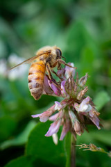Closeup of a bee flying on flowers in spring