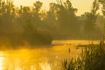 Fototapeta na wymiar Geese and goslings swimming along the edge of a misty lake below a yellow blue sky in sunlight at foggy sunrise in a spring morning