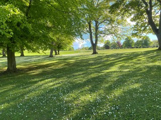 Obraz premium Large green landscape with flowers, and old trees, in late springtime in, Lister Park, Bradford, Yorkshire, England