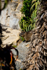 rock hyrax on cliff in Hermanus, south africa