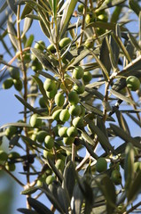 olives