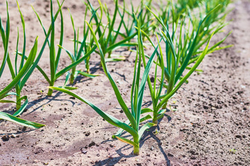 Onion plantation in farm garden in summer day