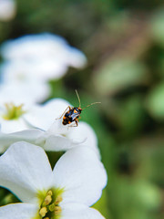 Little bug sitting on a white flower