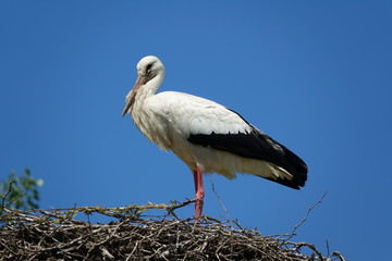 cigogne au nid
