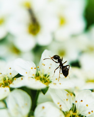Single small ant sitting on a petal of white flower in detail