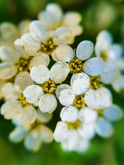Fototapeta premium Small white blossom flowers - detailed picture for background or social media