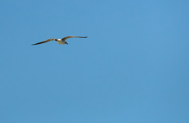 Seagull Flying At The Beach