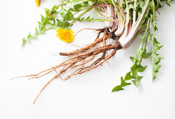 Young fresh dandelion roots on a white background