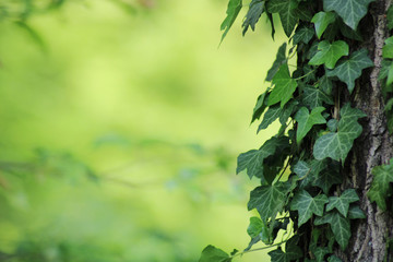 Fototapeta na wymiar Grüner Efeu an Baum vor hellgrünem Hintergrund mit Textfreiraum