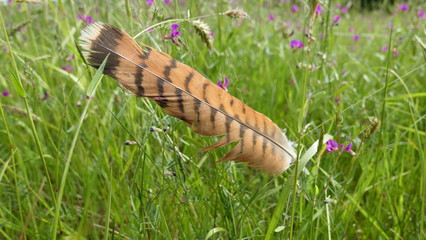 feder  on grass
