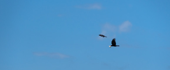 Birds Flying With Food