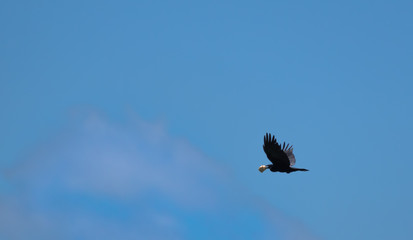 Bird Carrying Food While Flying